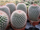 Mammillaria spinosissima