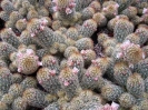 Mammilaria elongata