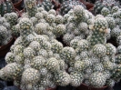 mammilaria elongata