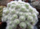 Rebutia albiflora