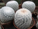 Mammilaria candida