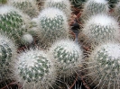 Thelocactus macdowellii