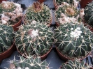 Notocactus erinaceus