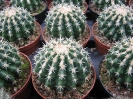 Echinocactus grusonii