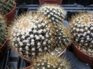 Mammilaria nivosa