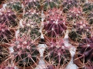 Ferocactus