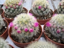 Mammilaria carmenae