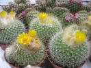 parodia chrysacanthion