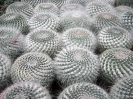 Mammilaria hahniana