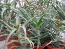 Aloe arborescens