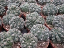 Gymnocalycium baldianum