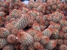 Mammilaria elongata