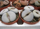 Lithops groendrayensis