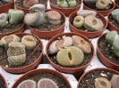 Lithops