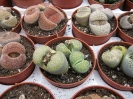 Lithops cultivar