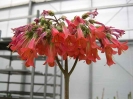 kalanchoe daigremontiana