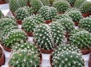 Crestature di mammilaria