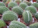 Mammilaria spinosissima cv. un pico