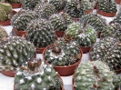 Copiapoa