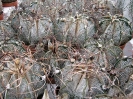 Astrophytum capricorne