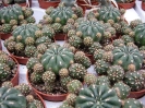 Matucana potzii