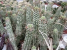 Euphorbia mammilaris