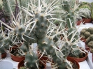 Tephrocactus articulatus var. papyracanthus