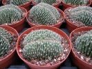 Echinopsis forma crestata