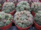 Matucana polzii