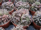 Gimnocalycium milanovici