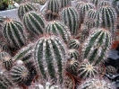 Echinopsis haku-jo