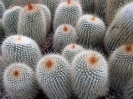 Notocactus leninghausii