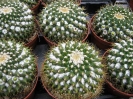 Mammilaria marthiana