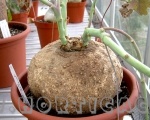 Jatropha berlandieri