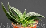 Gasteria bicolor