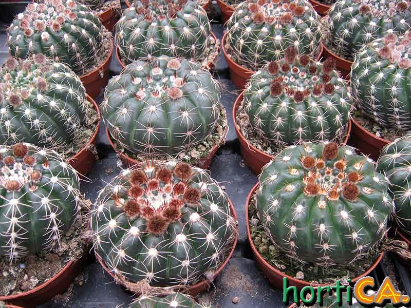 Notocactus uebelmannianus