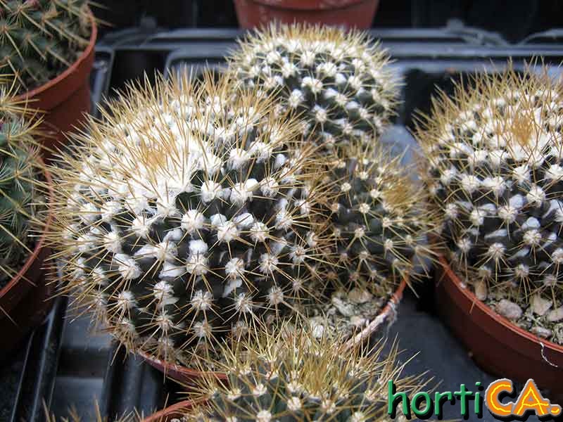 Mammilaria nivosa