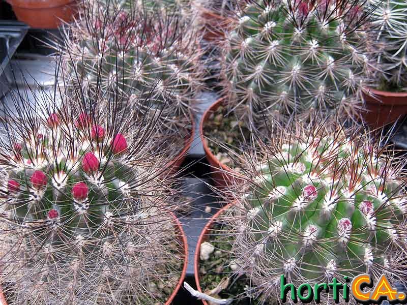 Neoporteria nigrihorrida
