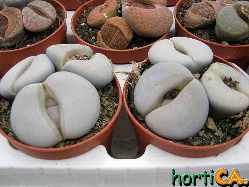 Lithops groendrayensis