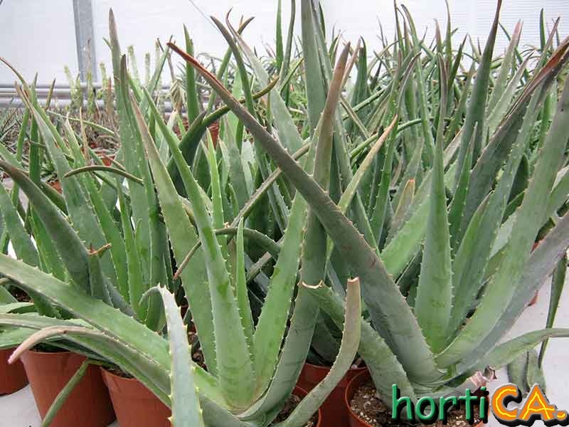 Aloe vera