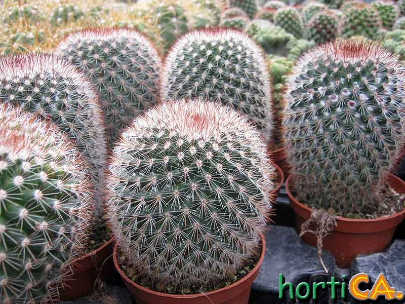Mammillaria spinosissima