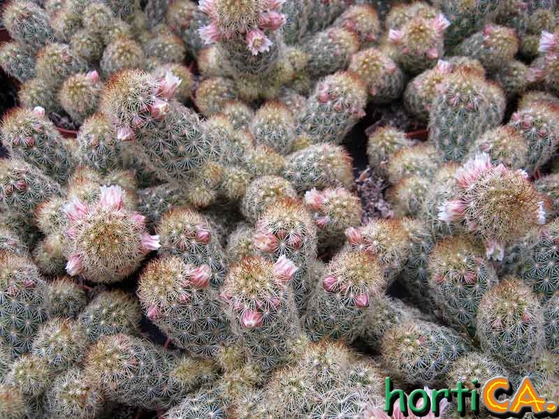 Mammilaria elongata