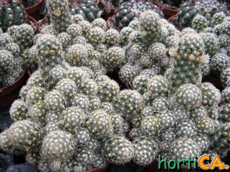 mammilaria elongata