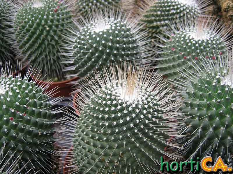 Mammillaria spinosissima cv. un pico
