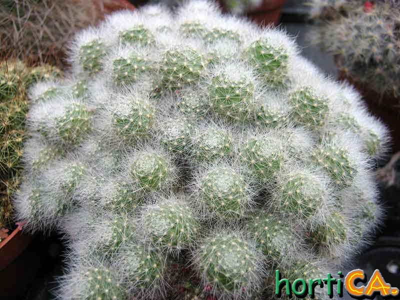 Rebutia albiflora