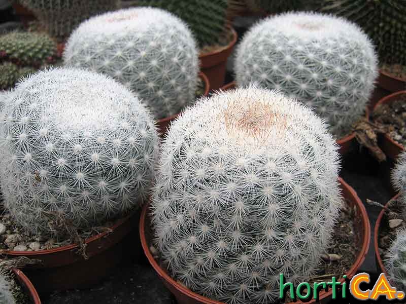 Mammilaria candida