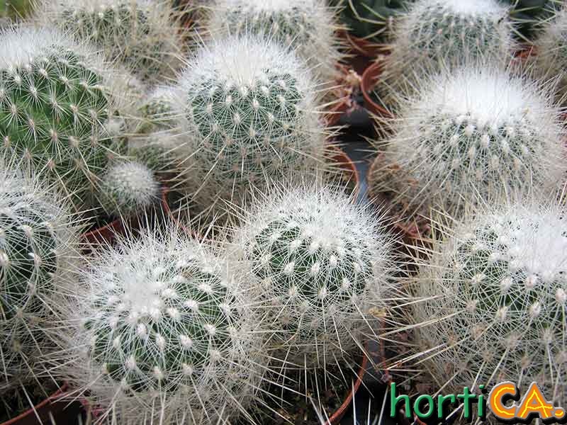 Thelocactus macdowellii