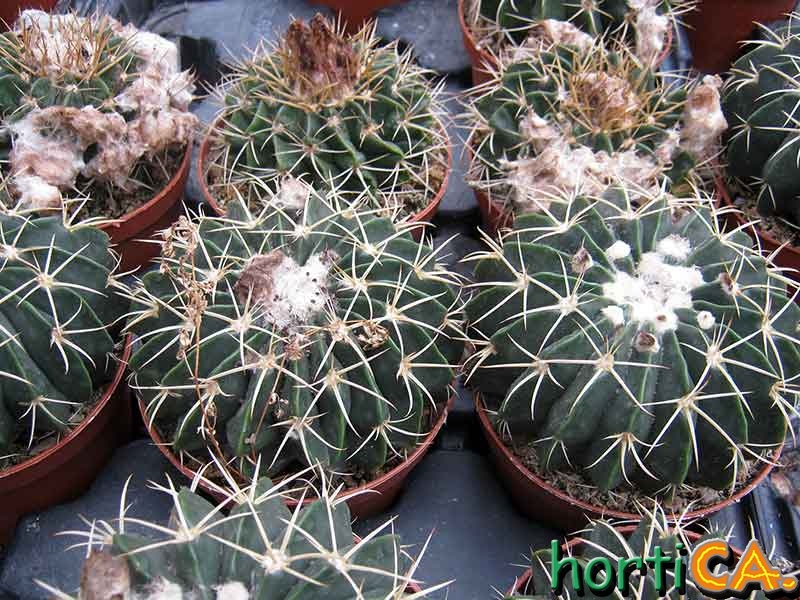 Notocactus erinaceus