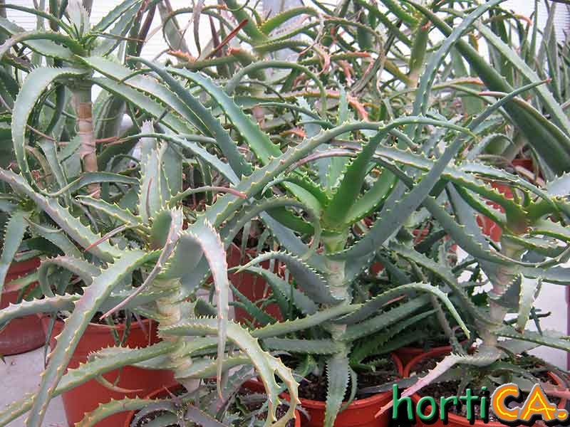 Aloe arborescens