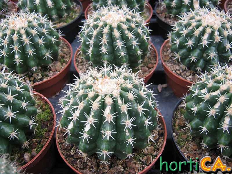 Echinocactus grusonii